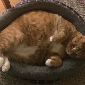 Meet your Posher, Alivia